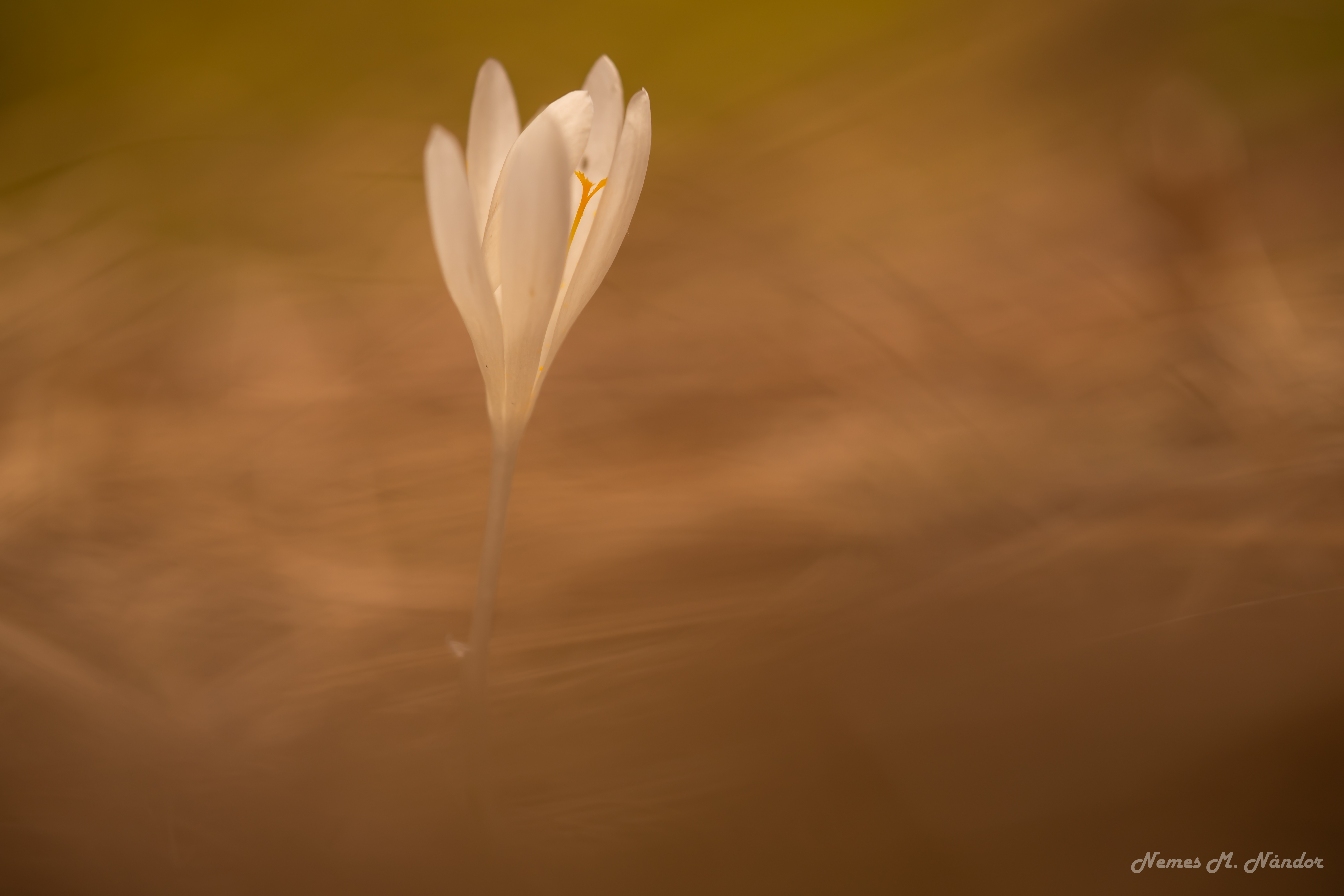 Brândușa de primăvară - Crocus heuffelianus